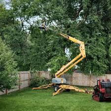 Best Palm Tree Trimming  in Bethany, OK